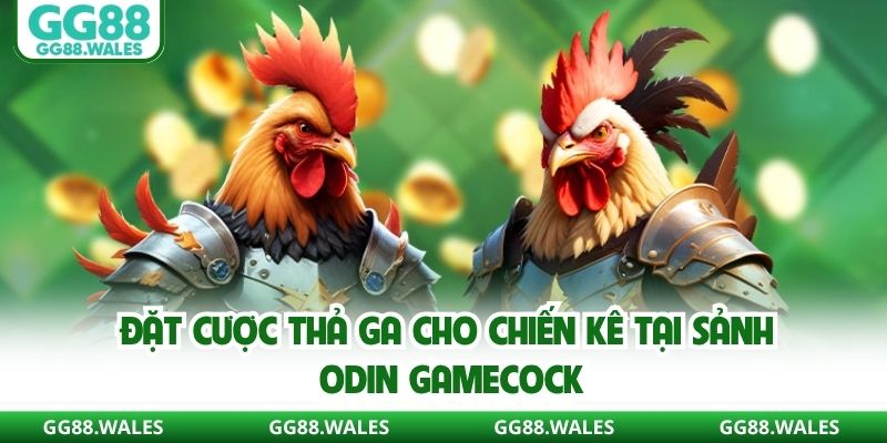 Đặt cược thả ga cho chiến kê tại sảnh Odin Gamecock